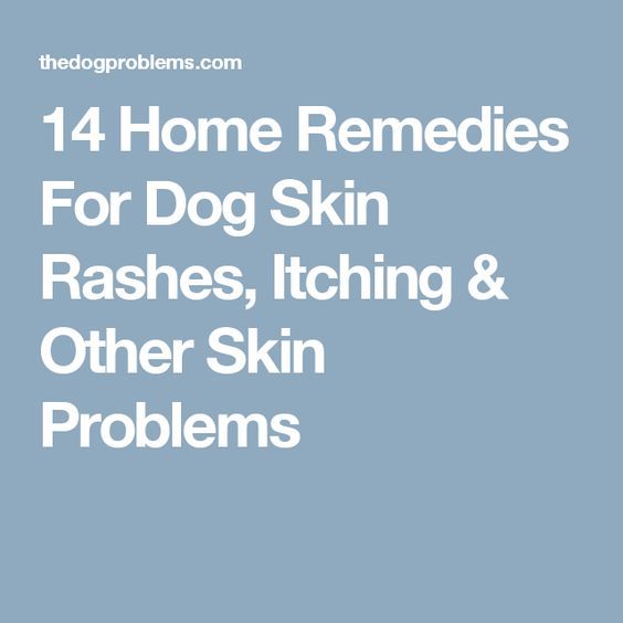 14 Home Remedies For Dog Skin Rashes, Itching &  Other Skin Problems ...
