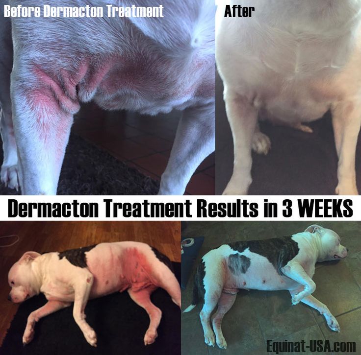 292 best images about Itchy dogs with red sore skin &  hair loss get ...