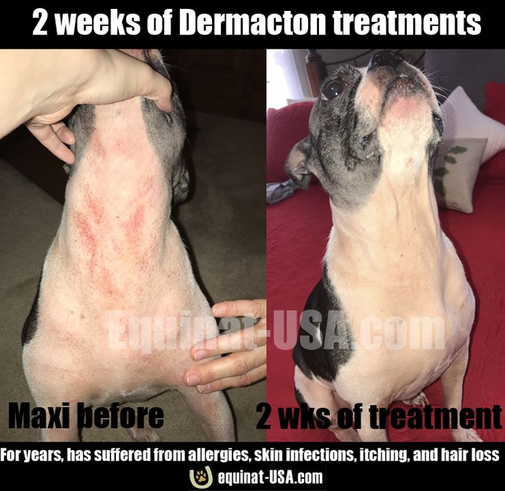 362 besten Itchy dogs with red sore skin &  hair loss get relief with ...
