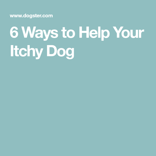 6 Ways to Help Your Itchy Dog