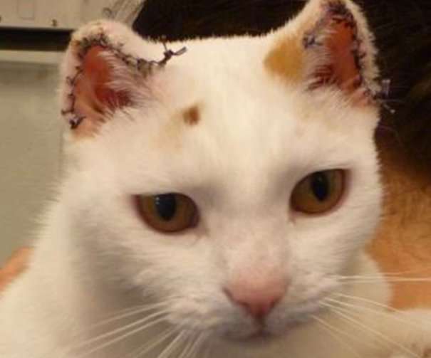 Adorable cats have part of their ears amputated after ...