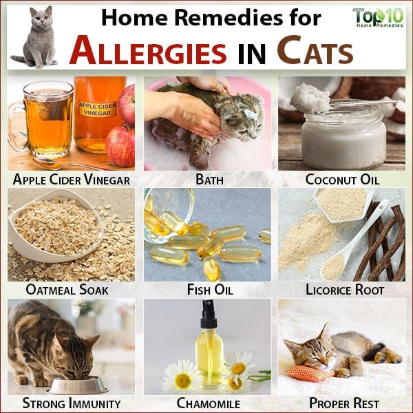Allergies in Cats: Symptoms, Prevention and Home Remedies