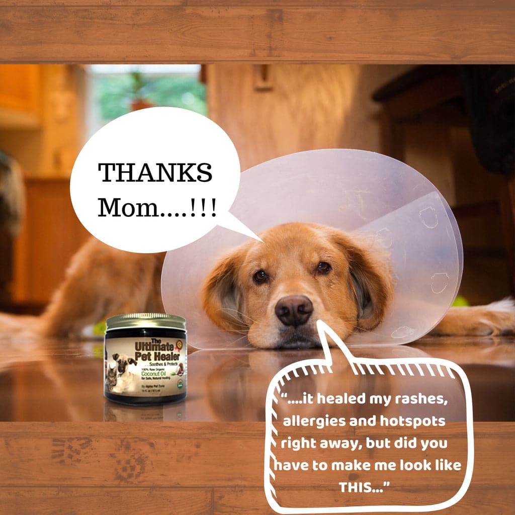 Coconut Oil for Dogs, Treatment for Itchy Skin, Dry Elbows, Paws and