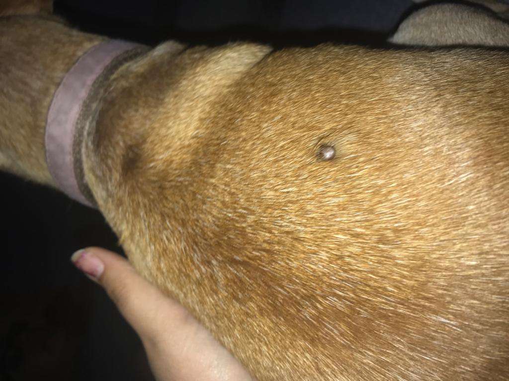 Does my dog have skin cancer?