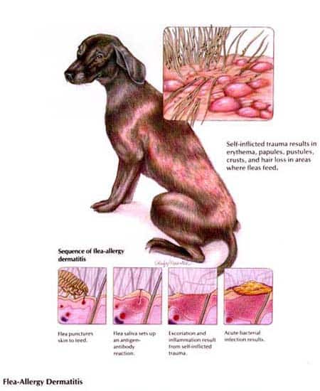 dog skin problems: Symptoms and Treatments For Dog Skin Diseases