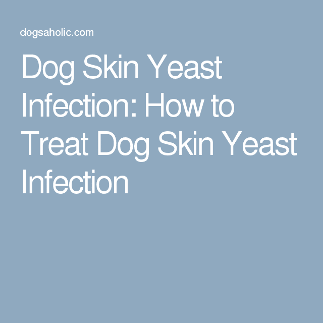 Dog Skin Yeast Infection: How to Treat Dog Skin Yeast Infection