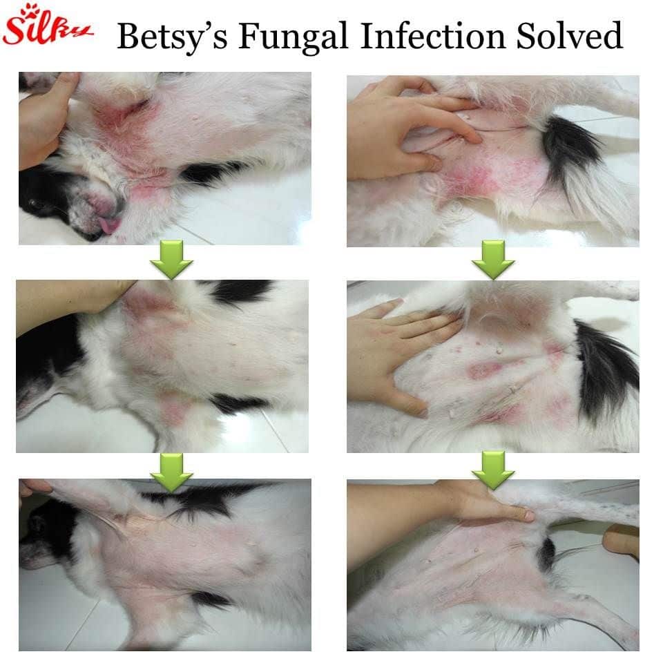 Dog Skin Yeast Infection: How to Treat Dog Skin Yeast Infection ...
