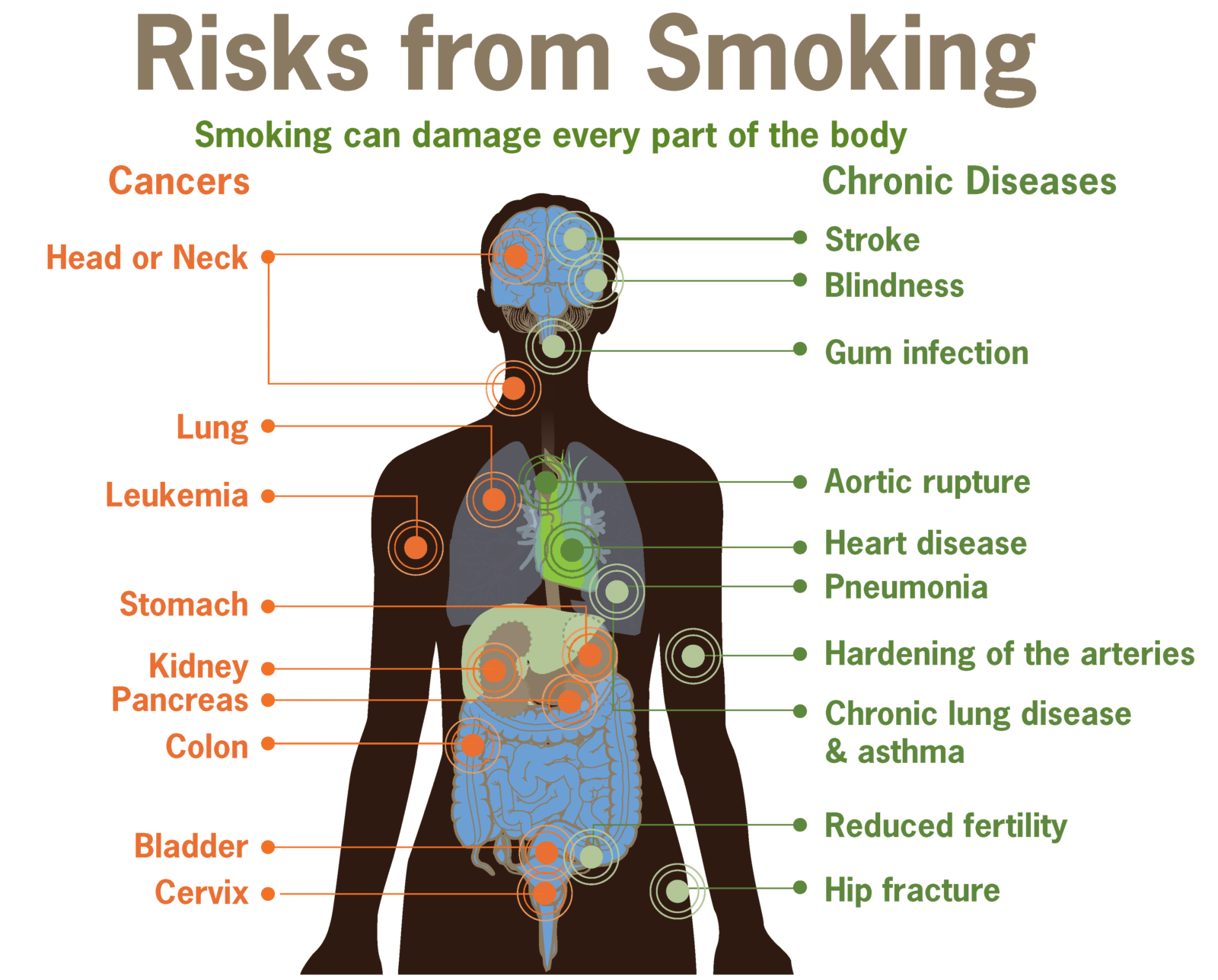 Effects of Smoking on the Body