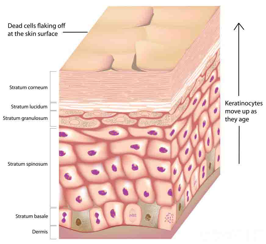 Epidermis and hair transplant surgery. Understand the relation.