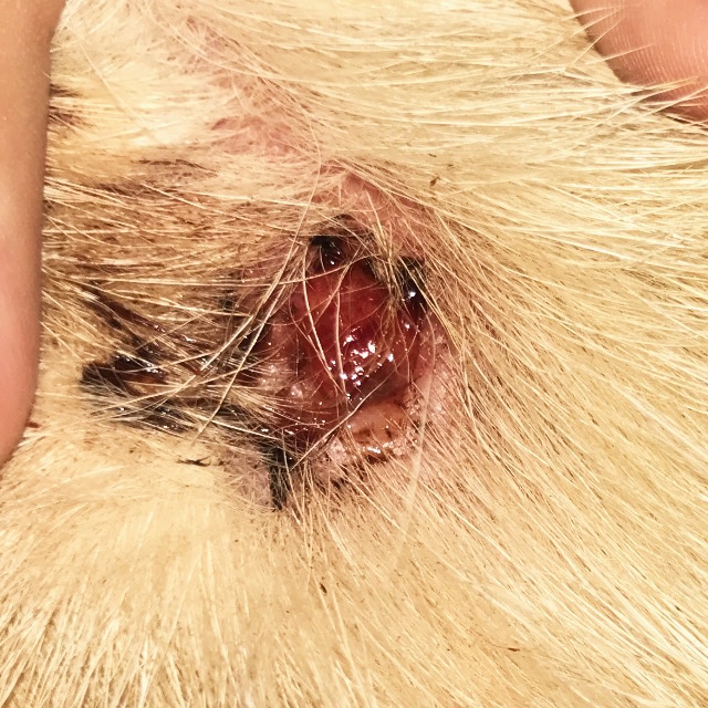 Evaluating Lumps and Bumps in Dogs