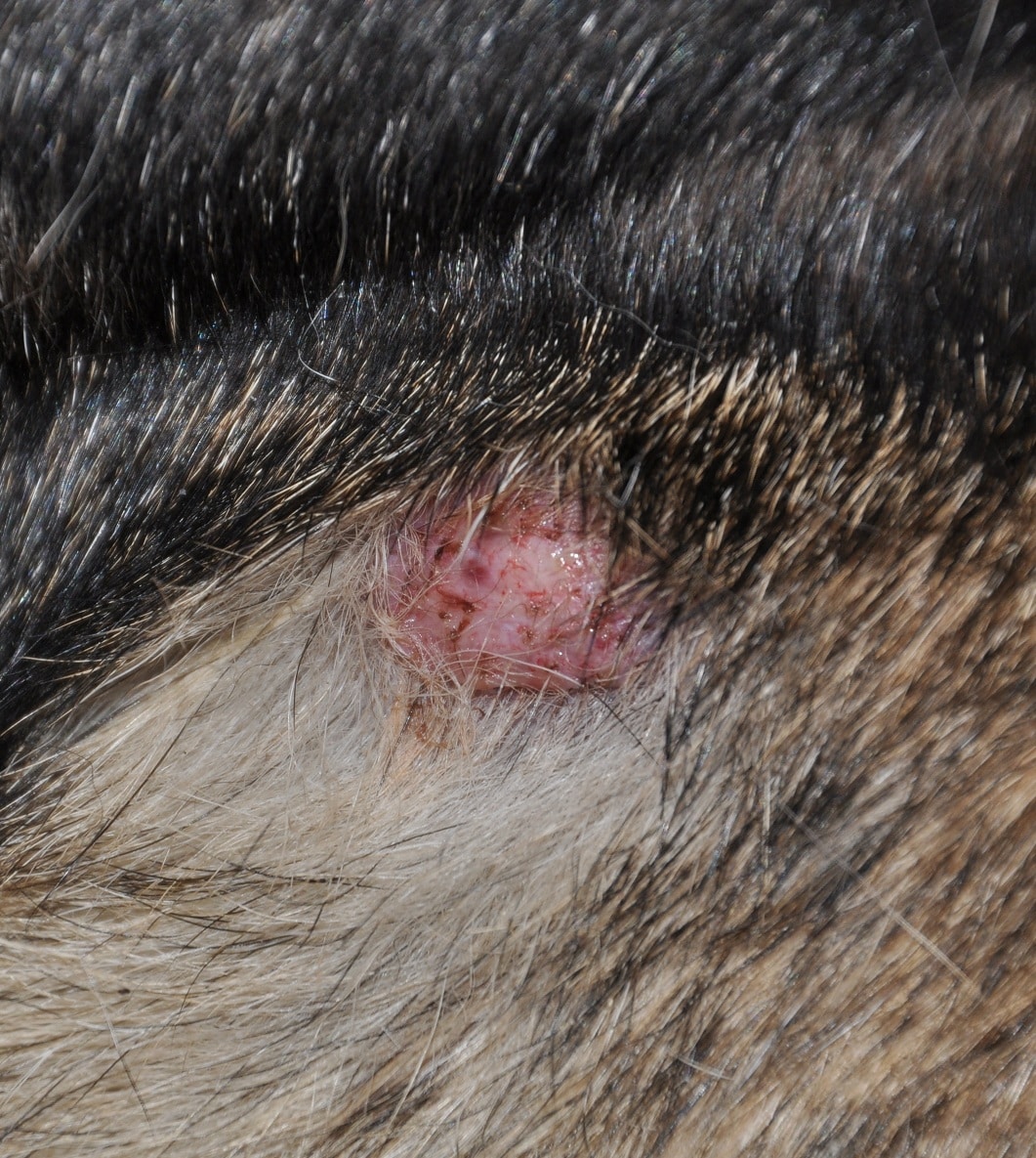 Healthy Pet Veterinary Services: Mast Cell Tumors