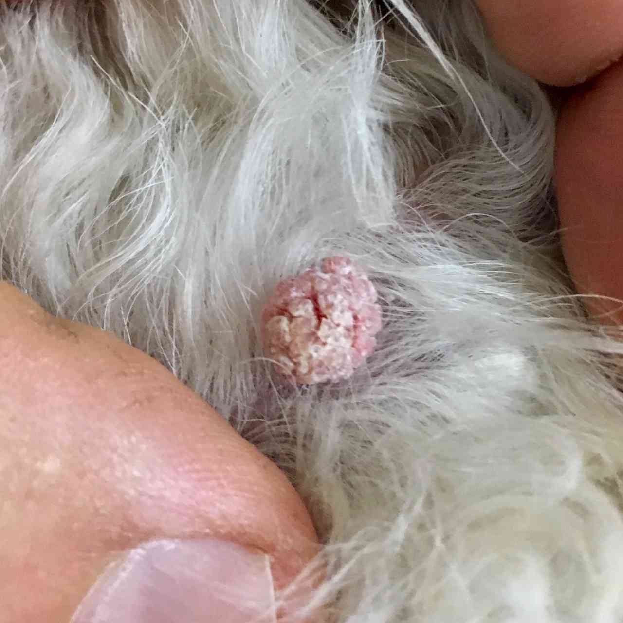 Help! Is it a Lump, Cyst or Growth on my Dog?