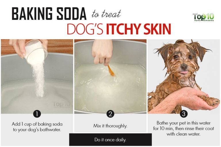 Home Remedies to Deal with Itchy Skin in Dogs