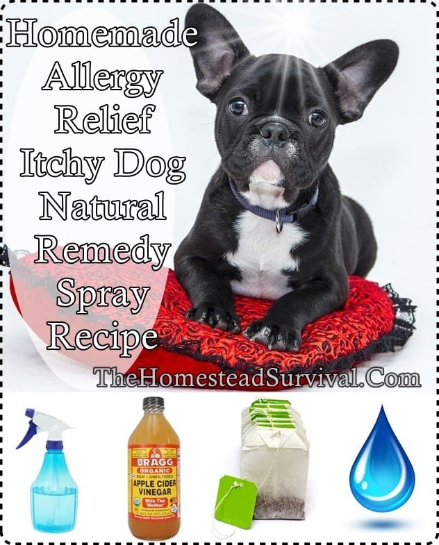 Homemade Allergy Relief Itchy Dog Natural Remedy Spray