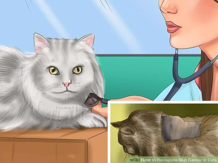 How to Recognize Skin Cancer in Cats: 15 Steps (with Pictures)