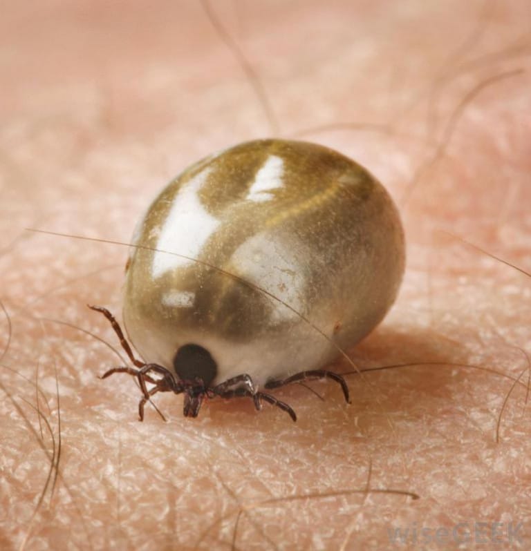 How to remove a tick from your pet