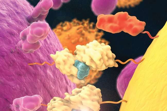Immunotherapy for Cancer Treatments