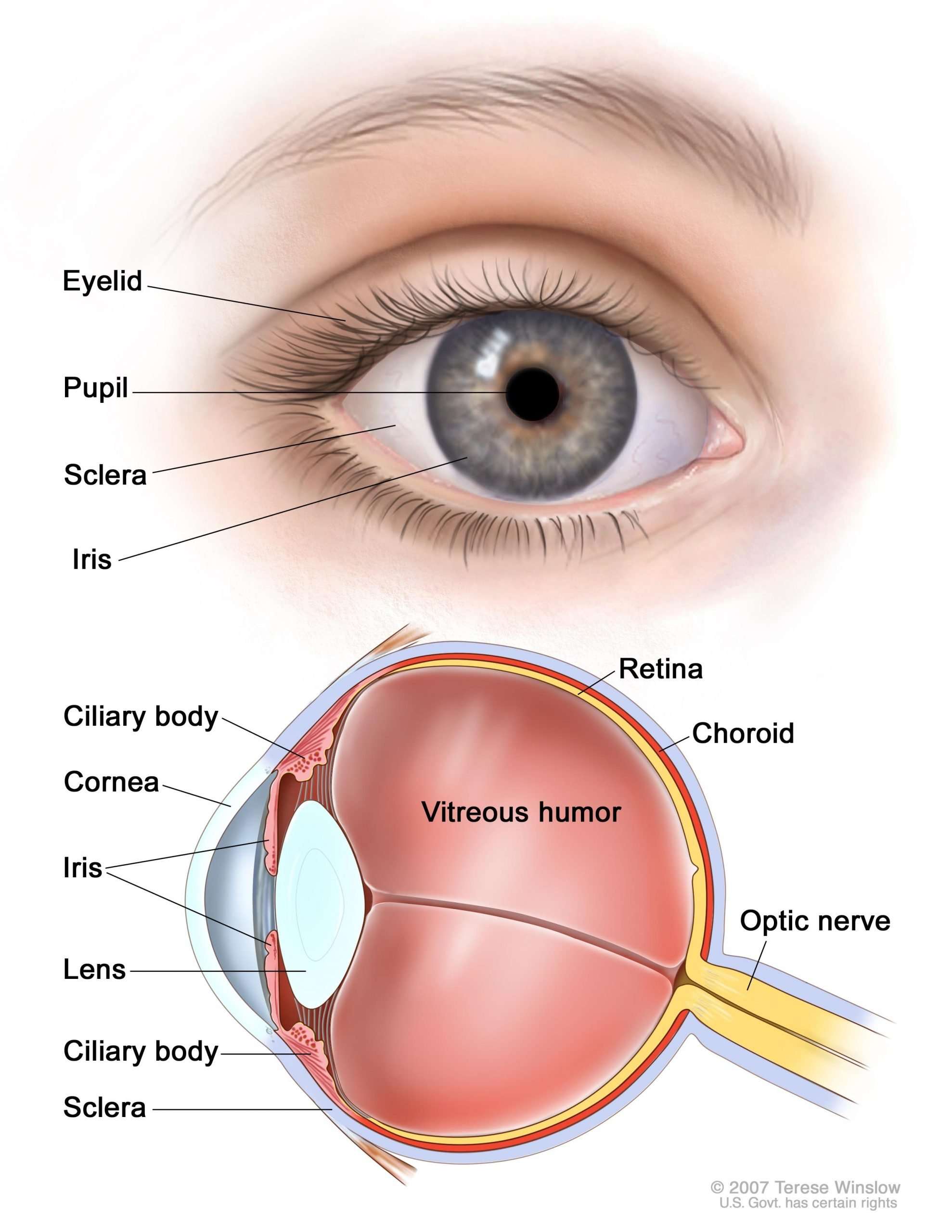 Intraocular (Uveal) Melanoma Treatment (PDQ®)Patient ...