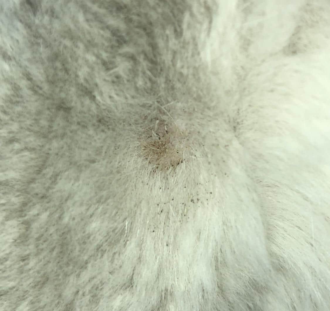 My Cat Has Dandruff And Sheds A Lot