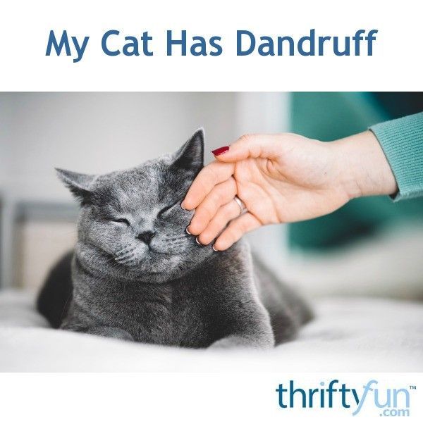 My Cat Has Dandruff