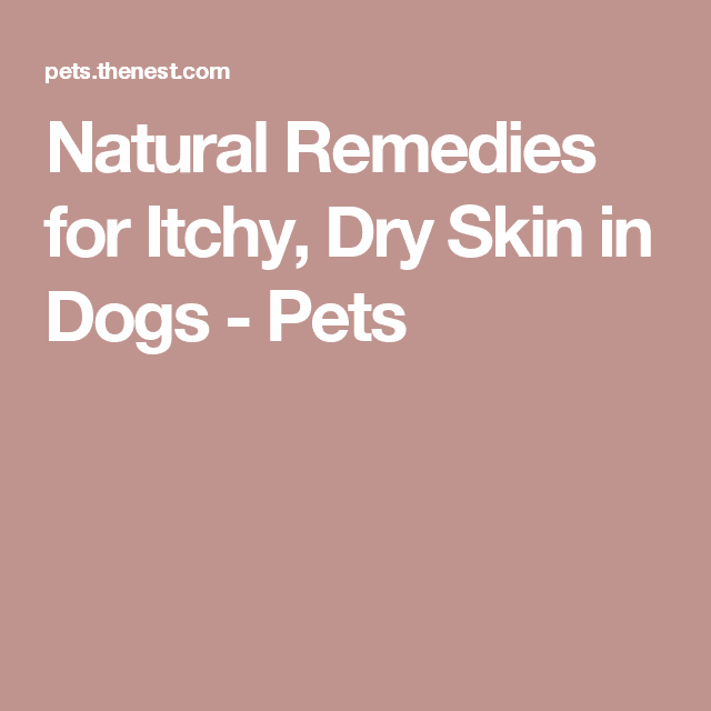 Natural Remedies for Itchy, Dry Skin in Dogs