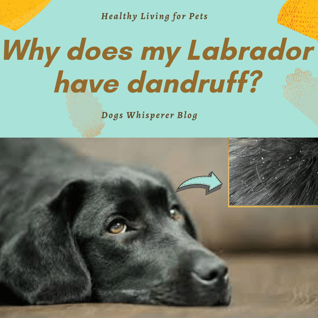 Pin on Healthy Living for Labradors