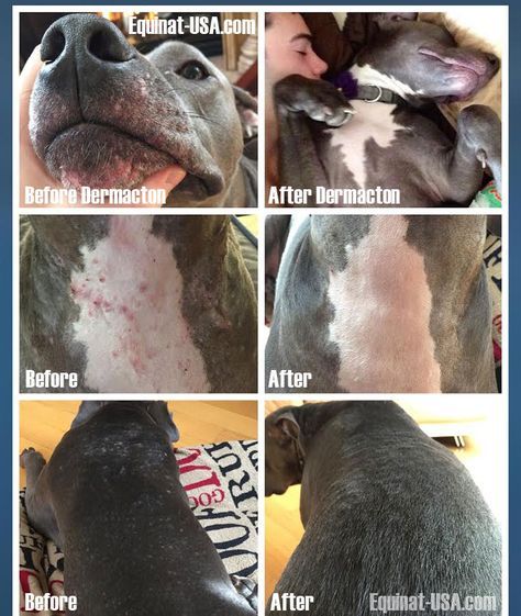 Pitbull Skin Problems Natural Remedy Dog Stuff Dog Skin