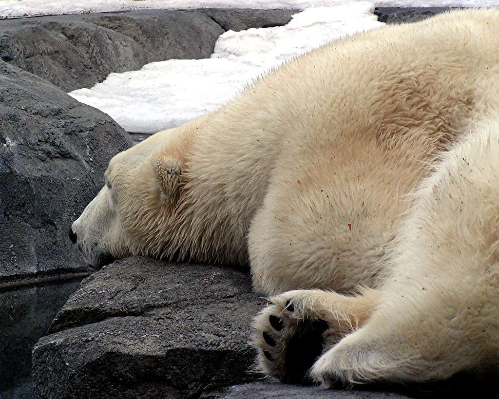 Polar Bear Skin Color : What color is a polar bear
