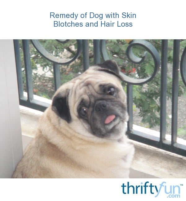 Remedy of Dog with Skin Blotches and Hair Loss