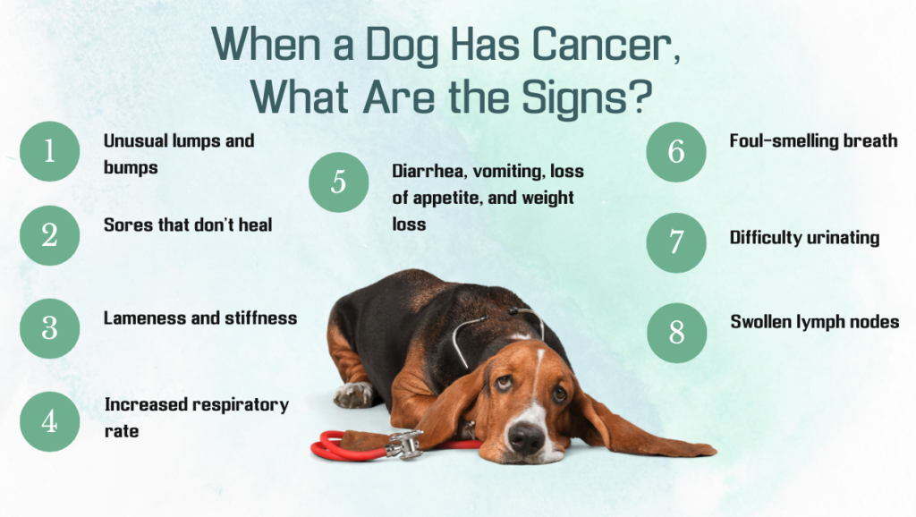 Signs of Cancer in Dogs: How Do You Know If Your Dog Has a Tumor ...