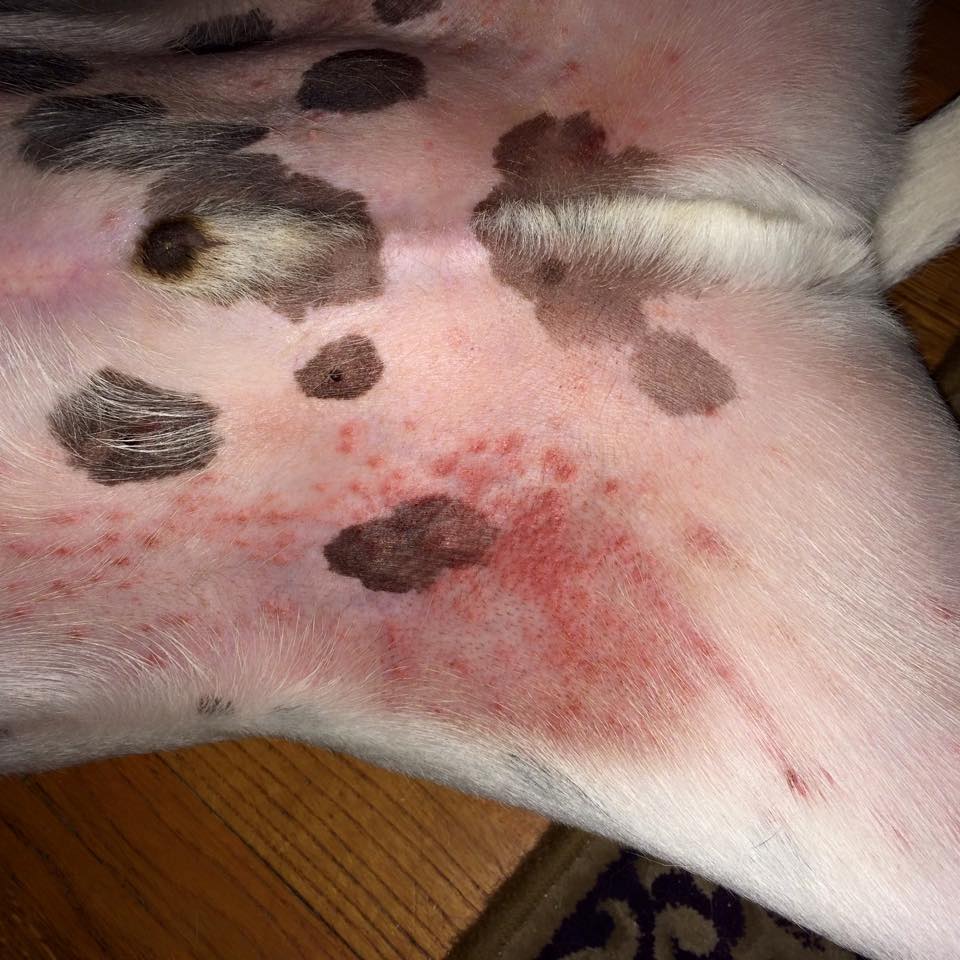 St Judeâs Miracle OilÂ® test against Canine rash (Staphylococcal ...
