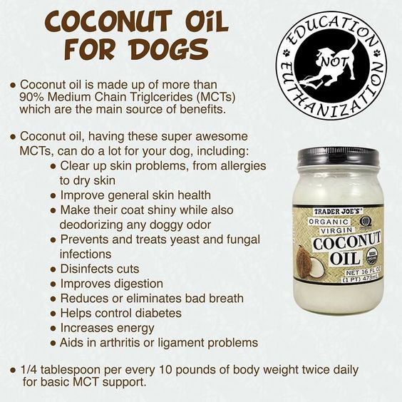 the benefits of coconut oil for your dog! Its great for humans did you ...