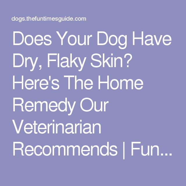 The Best Dog Dry Skin Home Remedy: A Vet
