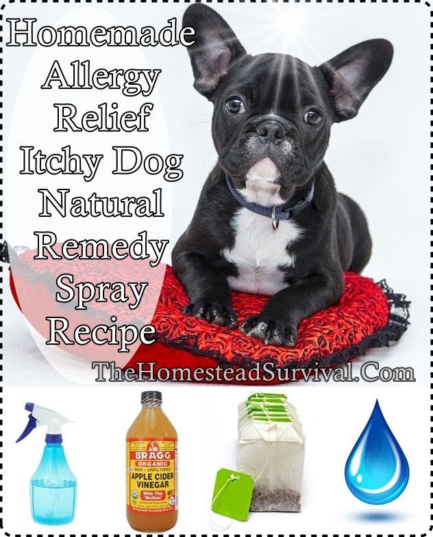 This homemade allergy relief itchy dog natural remedy spray recipe is a ...