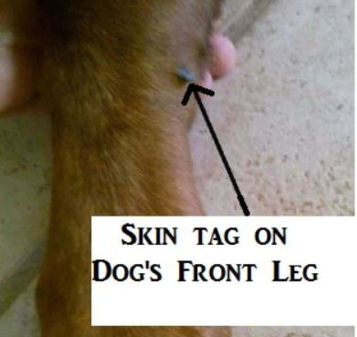 Ticks Versus Skin Tags in Dogs