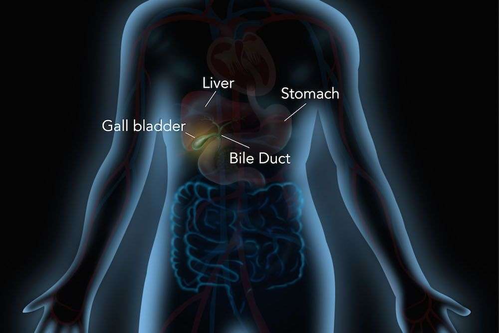 What Does the Gallbladder Do?  Insight