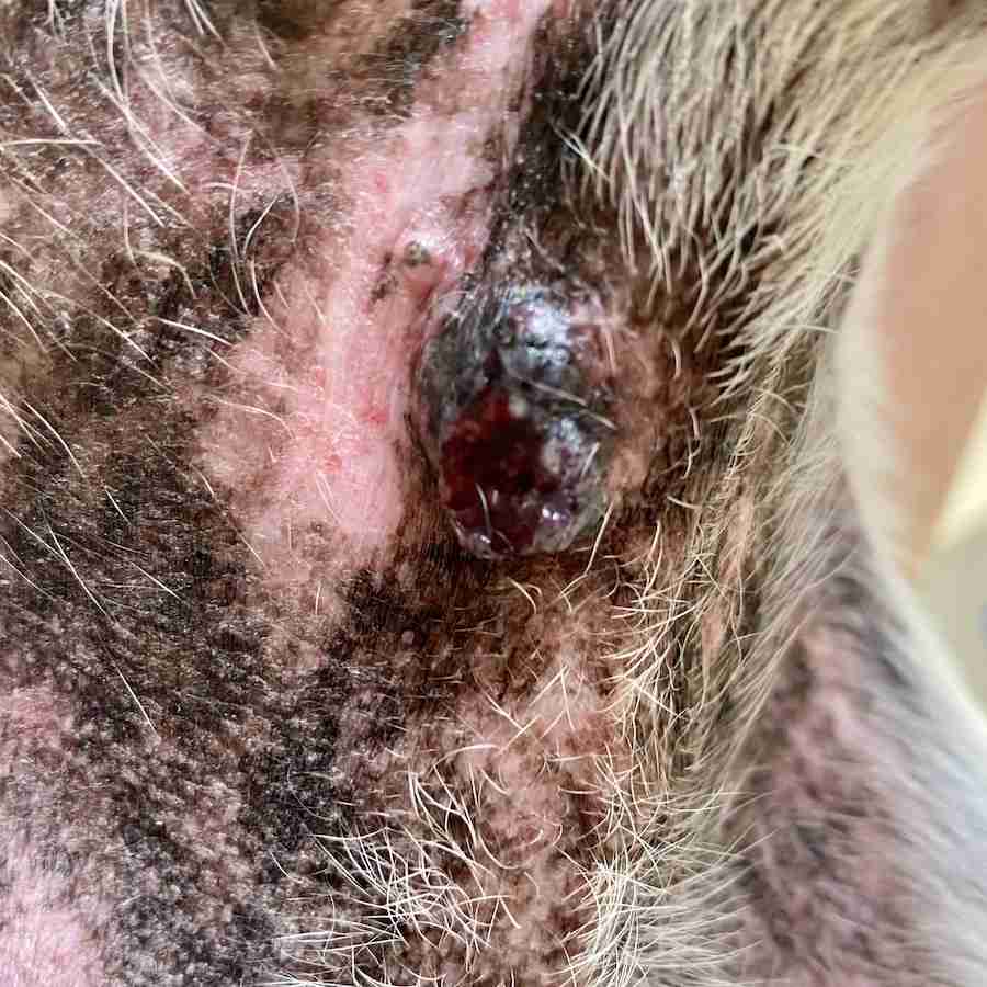 What Dog Skin Cancer Looks Like
