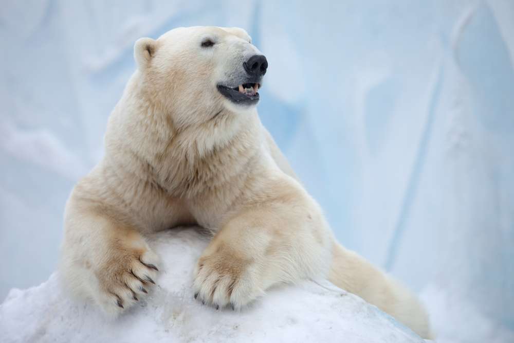 What is the skin color of polar bears?