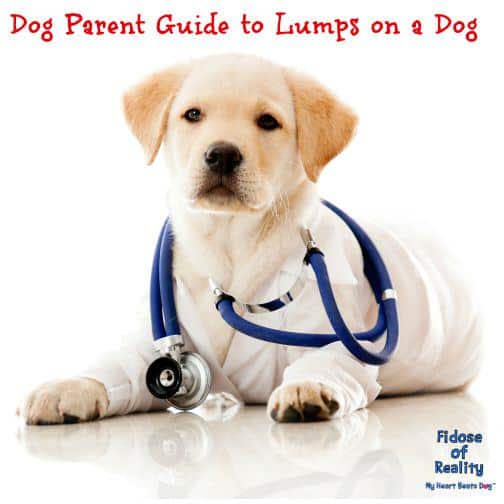 What to Do For Lumps On a Dog