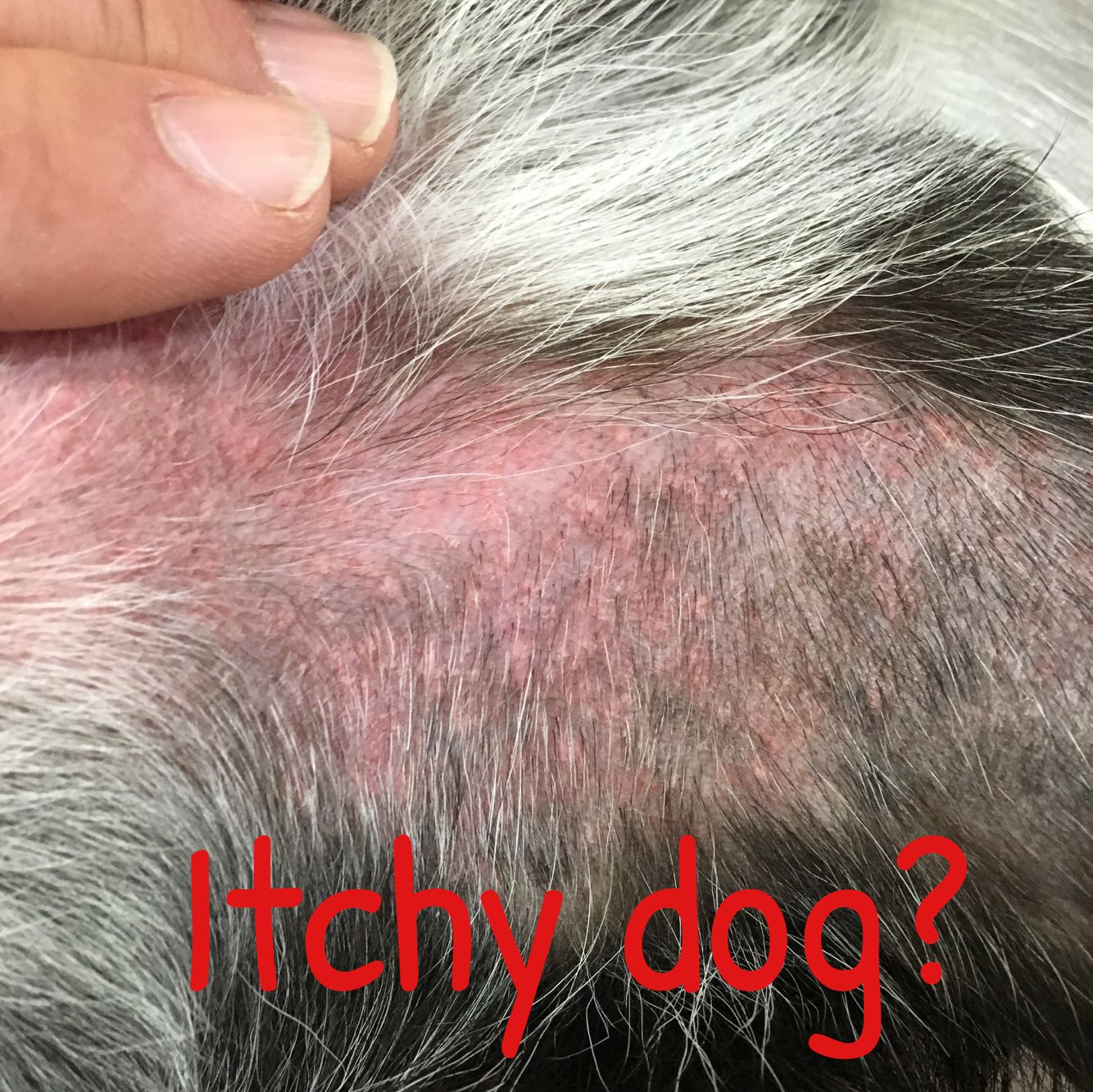 What you can do to soothe your itchy scratchy dog