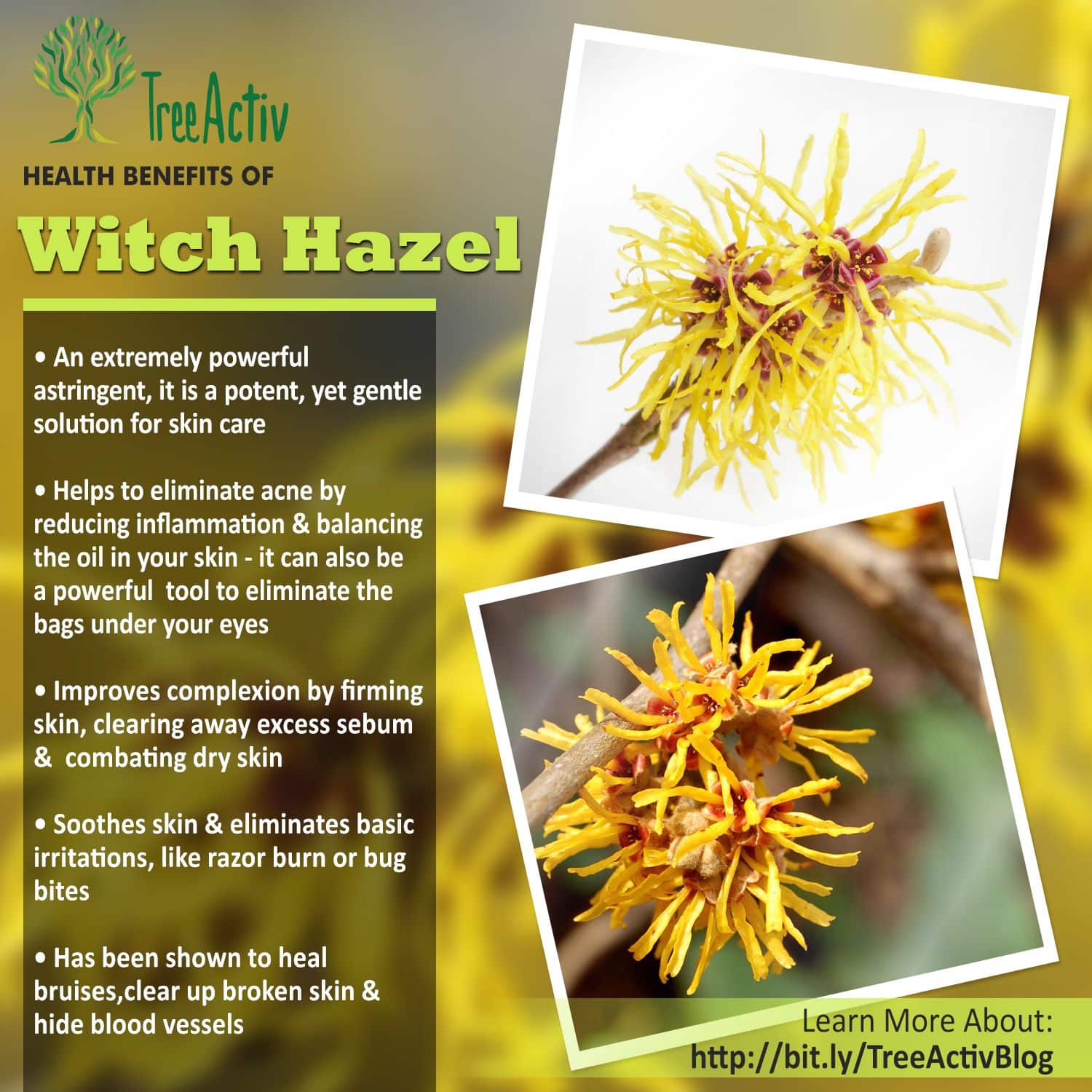 Witch Hazel (With images)